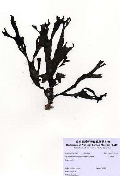 中文名：厚網藻 (A002160)學名： em Pachydictyon coriaceum (Holmes) Okamura /em 