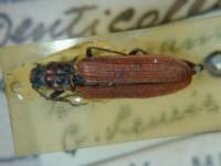 拉丁屬名： em Denticollis /em 拉丁種名： em scutellaris  /em 