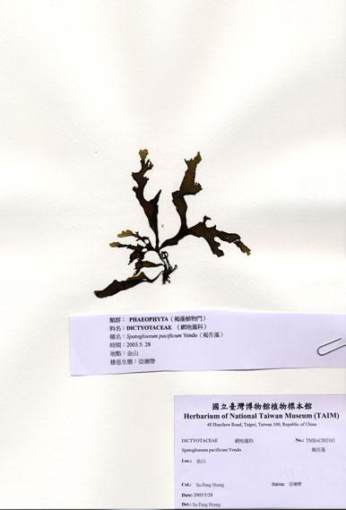 中文名：褐舌藻 (A002163)學名： em Spatoglossum pacificum Yendo /em 