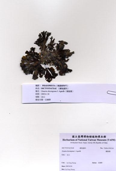 中文名：圈扇藻 (A002164)學名： em Zonaria diesingiana J. Agardh /em 