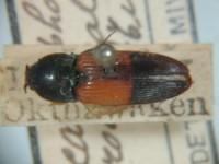 拉丁屬名： em Paracardiophorus /em 拉丁種名： em nigroapicalis /em 