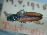 拉丁屬名： em Limonius /em 拉丁種名： em rufipennis /em 變種名：suturalis