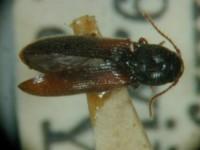 拉丁屬名： em Glyphonyx /em 拉丁種名： em esakii  /em 