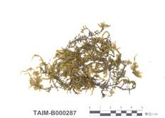 中文名：反葉粗蔓蘚 (B000287)學名： em Meteoriopsis reclinata (C. Muell.) Fleisch. In Broth. /em 
