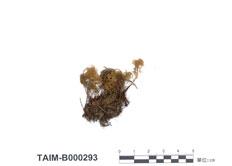 中文名：提燈蘚屬 (B000293)學名： em Mnium menziesii /em 