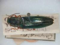 拉丁屬名： em Corymbites (Astevicerus) /em 拉丁種名： em odaisanus /em 