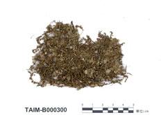 中文名：大葉提燈蘚 (B000300)學名： em Mnium succulentum Mitt. Var. integrum Nog. /em 