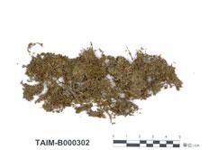 中文名：大葉提燈蘚 (B000302)學名： em Mnium succulentum Mitt. Var. integrum Nog. /em 