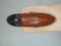 拉丁屬名： em Elater /em 拉丁種名： em longipennis /em 