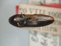 拉丁屬名： em Elater /em 拉丁種名： em bifoveolatus  /em 
