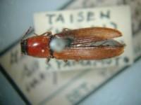 拉丁屬名： em Athous  /em 拉丁種名： em sanguinicollis /em 變種名： flavipennis