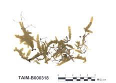 中文名：截葉擬平蘚 (B000318)學名： em Neckeropsis lepineana (Mont.) Fleisch. /em 