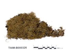 中文名：褶葉蘚 (B000326)學名： em Palamocladium nilgheriense (Mont.) C. Muell. /em 