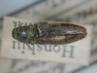拉丁屬名： em Corymbites  /em 拉丁種名： em pruinasus minoensis /em 