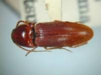 拉丁屬名： em Anchastus /em 拉丁種名： em castaneus /em 