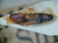 拉丁屬名： em Melanoxanthus /em 拉丁種名： em luzonicus  /em 