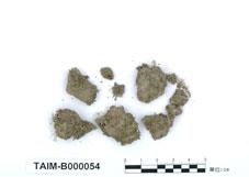 中文名：真蘚(銀葉真蘚) (B000054)學名： em Bryum argenteum Hedw. /em 