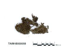 中文名：細葉真蘚 (B000058)學名： em Bryum capillare Hedw. /em 