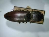 拉丁屬名： em Plistilophus /em 拉丁種名： em magnus /em 