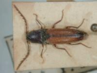 拉丁屬名： em Neotrichophorus /em 拉丁種名： em lineatus /em 