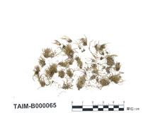 中文名：真蘚屬 (B000065)學名： em Bryum filiforme var. concinnatum (Spr.) Boul. /em 