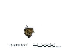 (B000071)學名： em Bryum nitens Hook. /em 