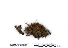 中文名：截葉真蘚 (B000091)學名： em Bryum truncorum (Brid.) Brid. /em 