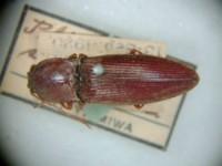 拉丁屬名： em Plistilophus /em 拉丁種名： em sakaguchii  /em 