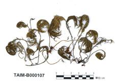 (B000107)學名： em Dendroalsia abietina (Hook.) Britt /em 