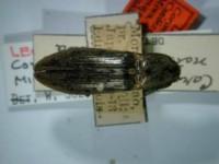 拉丁屬名： em Corymbites /em 拉丁種名： em notabilis /em 變種名：niger
