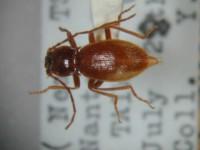 拉丁屬名： em Dima /em 拉丁種名： em nebriomorpha /em 