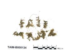 中文名：淡葉偏蒴蘚 (B000134)學名： em Ectropothecium dealbatum (Hornsch. Et Reinw.) Jaeg. /em 