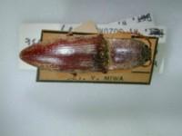 拉丁屬名： em Agrypnus /em 拉丁種名： em pescadorensis /em 