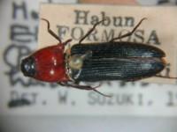 拉丁屬名： em Elater (Pseudelater) /em 拉丁種名： em habunensis /em 