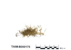 中文名：小樹平蘚 (B000175)學名： em Homaliodendron exiguum (Bosch et Lac.) Fleisch. /em 