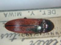 拉丁屬名： em Elater /em 拉丁種名： em bimaculatus  /em 