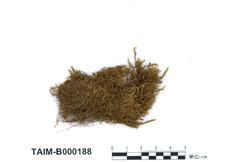 中文名：褐黃水灰蘚 (B000188)學名： em Hygrohypnum ochraceum (Wils.) Loesk. /em 