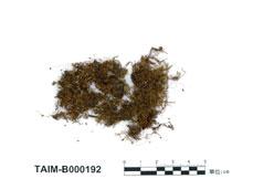 中文名：細葉小羽蘚 (B000192)學名： em Haplocladium microphyllum (Hedw.) Broth. /em 