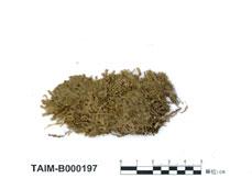 中文名：扁枝蘚屬 (B000197)學名： em Homalia jamesii Schimp /em 