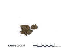 中文名：卷葉濕地蘚 (B000228)學名： em Hyophila involuta (Hook.) Jaeg. /em 