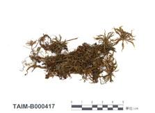 中文名：暖地大葉蘚 (B000417)學名： em Rhodobryum giganteum (Schwaegr.) Par. /em 