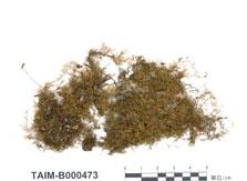 中文名：灰羽蘚 (B000473)學名： em Thuidium glaucinum (Mitt.) Jaeg. /em 