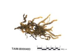 中文名：大灰氣蘚 (B000483)學名： em Aerobryopsis subdivergens (Broth.) Broth. /em 