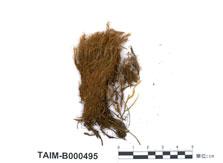 中文名：梨蒴珠蘚 (B000495)學名： em Bartramia pomiformis Hedw. /em 