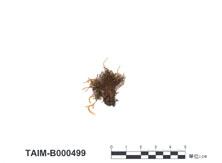 中文名：真蘚屬 (B000499)學名： em Bryum gedeanum Bosch et Lac. /em 