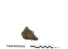 中文名：彎形真蘚 (B000505)學名： em Bryum recurvulum Mitt. /em 
