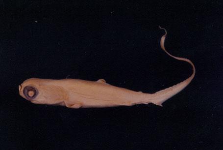 狐鮫 ( em Alopias vulpinus  /em )
