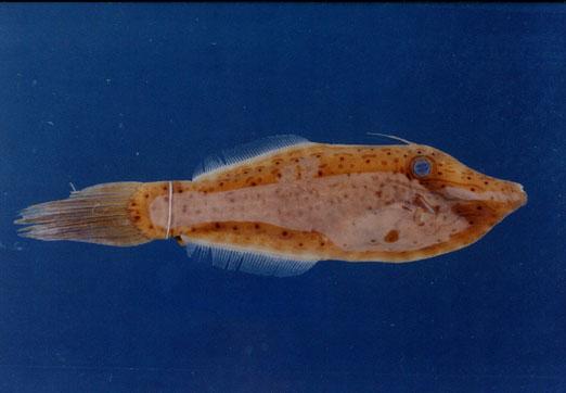 長尾革單棘魨( em Aluterus scriptus  /em )