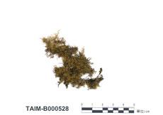 中文名：疣莖麻羽蘚(多疣麻羽蘚) (B000528)學名： em Claopodium pellucinerve (Mitt.) Best /em 