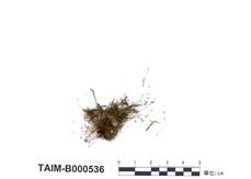中文名：南亞小曲尾蘚 (B000536)學名： em Dicranella coarctata (C. Muell.) Bosch et Lac. /em 